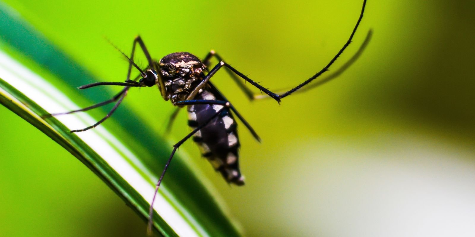 mudancas-climaticas-podem-ampliar-infestacao-de-mosquito aedes no-rio