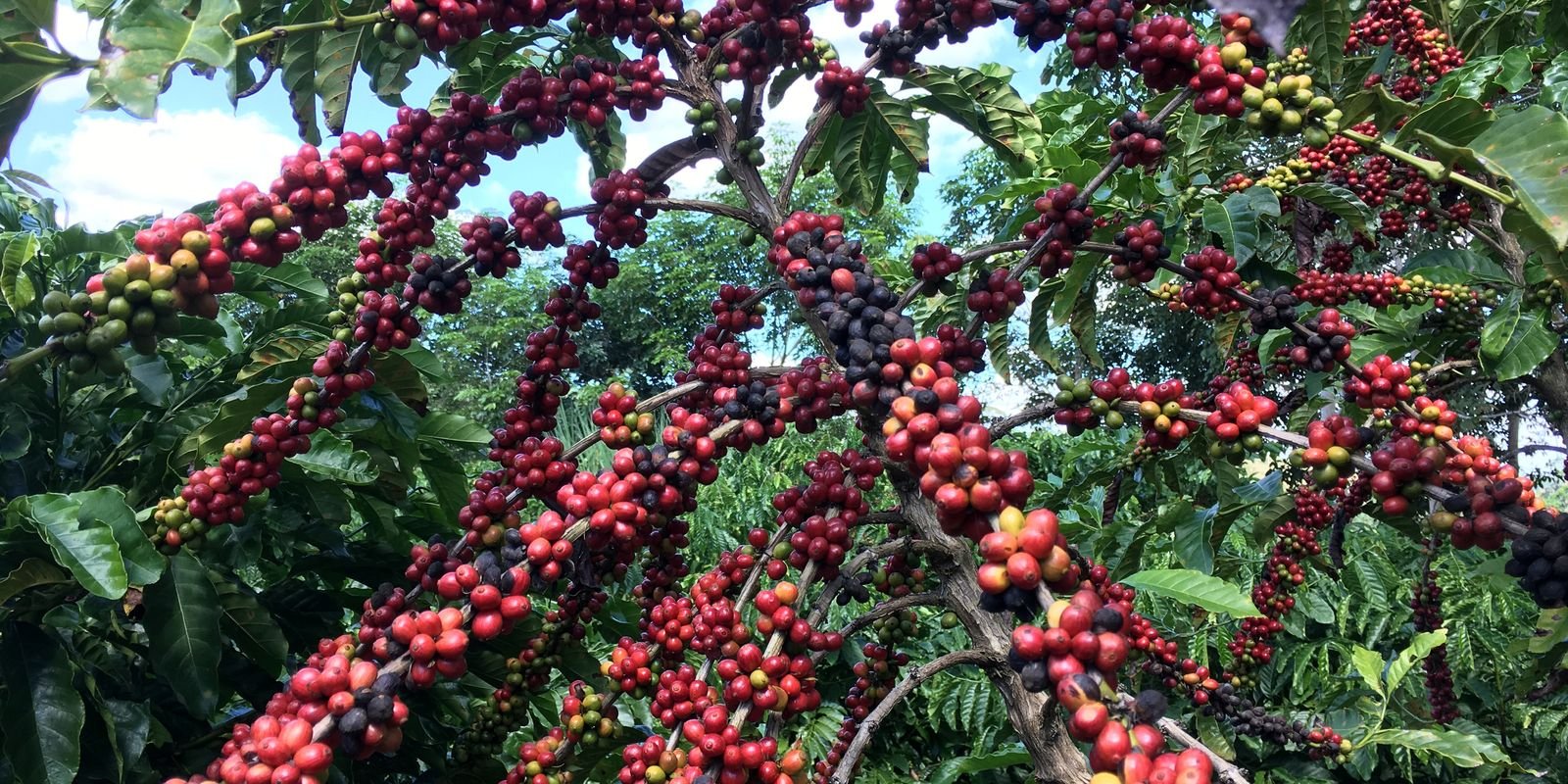 restauracao-florestal-em-cafezais-e-viavel-economicamente,-diz-estudo