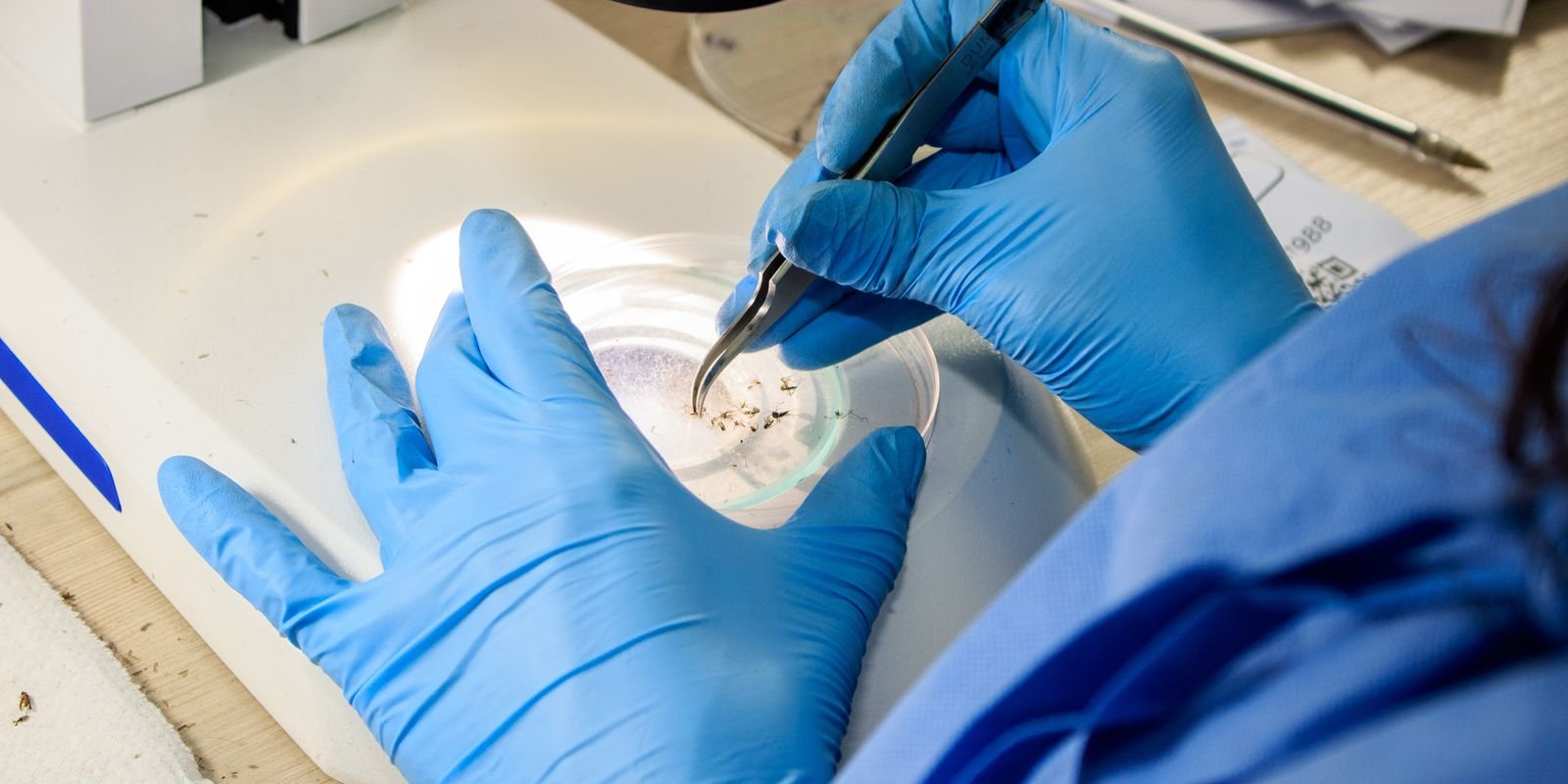 rio-faz-nova-soltura-de-mosquitos-usados-no-combate-a-dengue