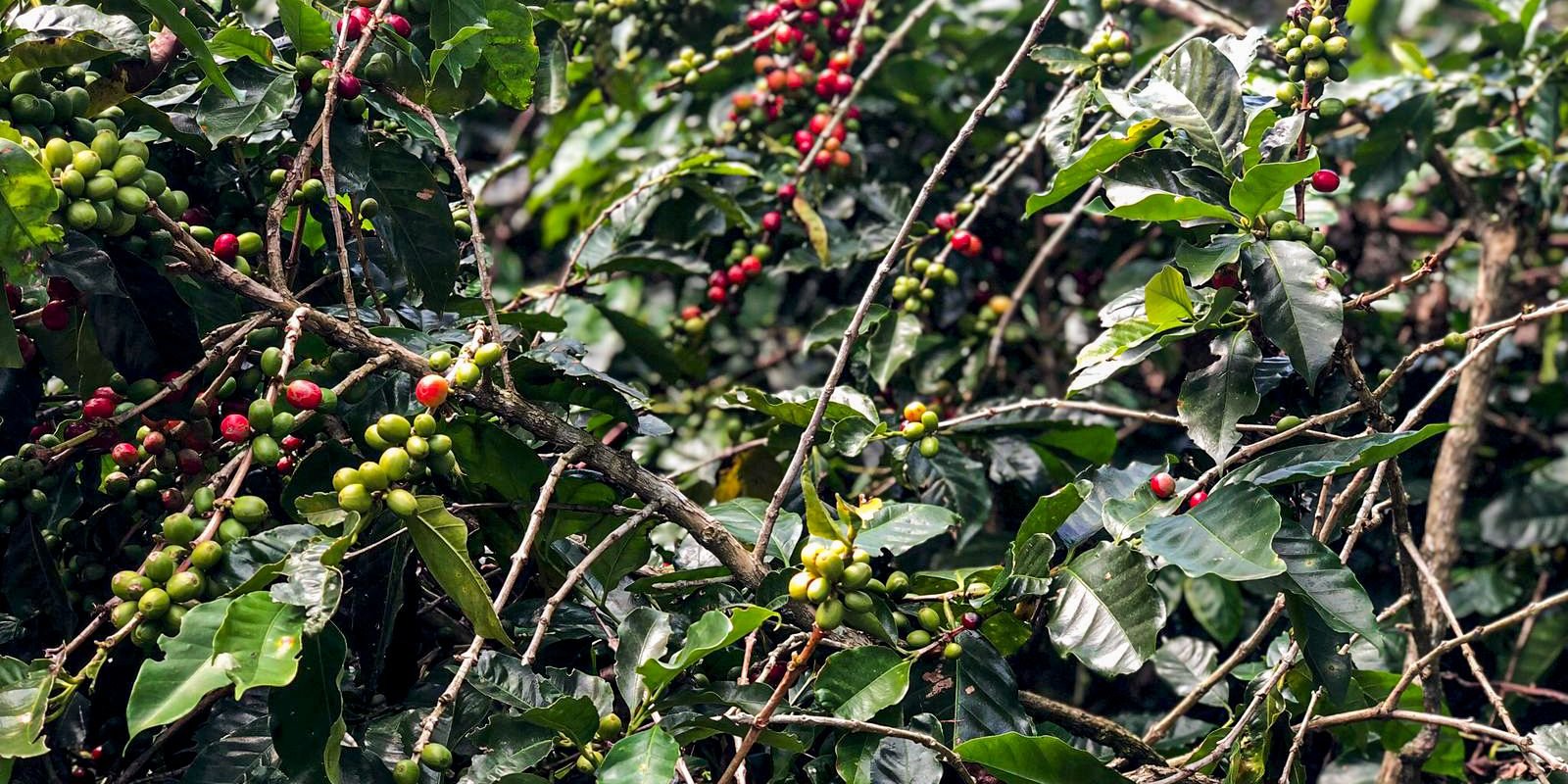 hoje-e-dia:-dia-do-cafe,-dos-ciganos-e-da-africa-sao-destaques