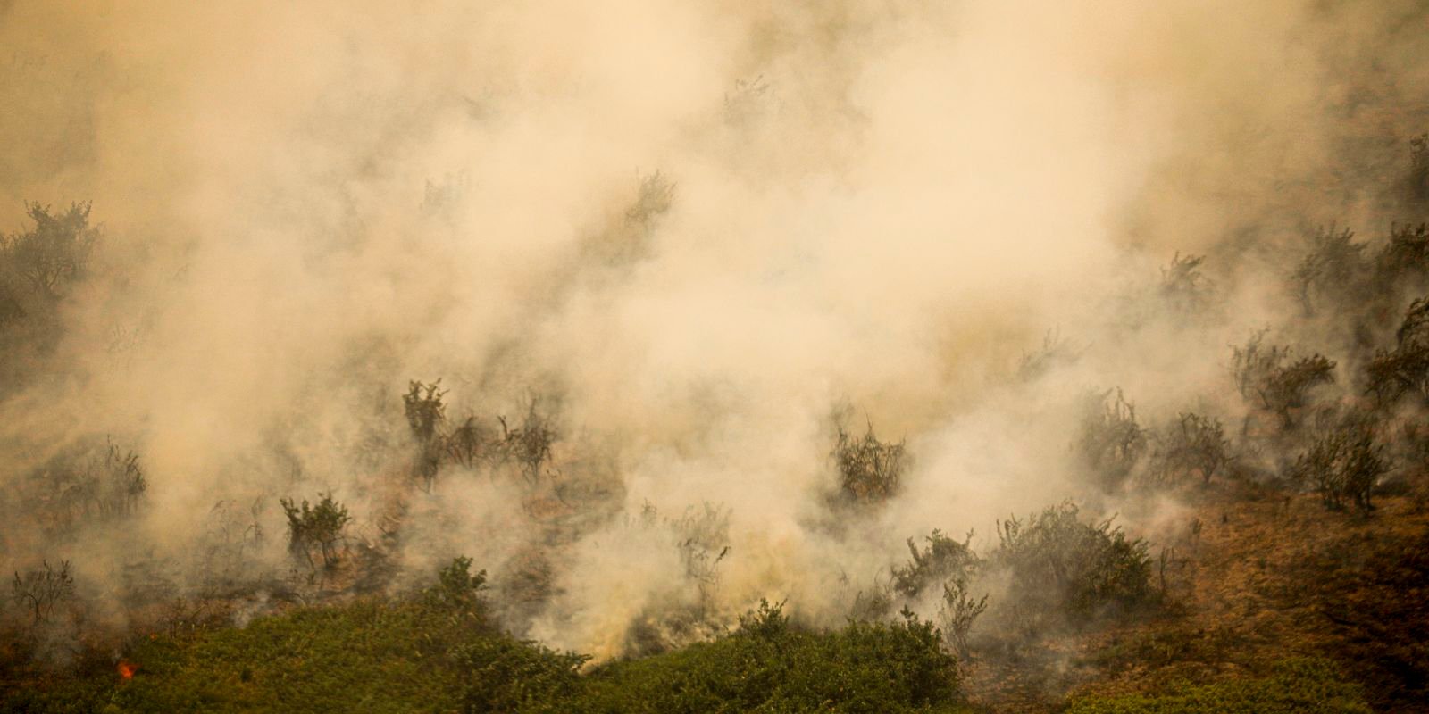 pantanal-tem-este-ano-maior-area-queimada-em-junho