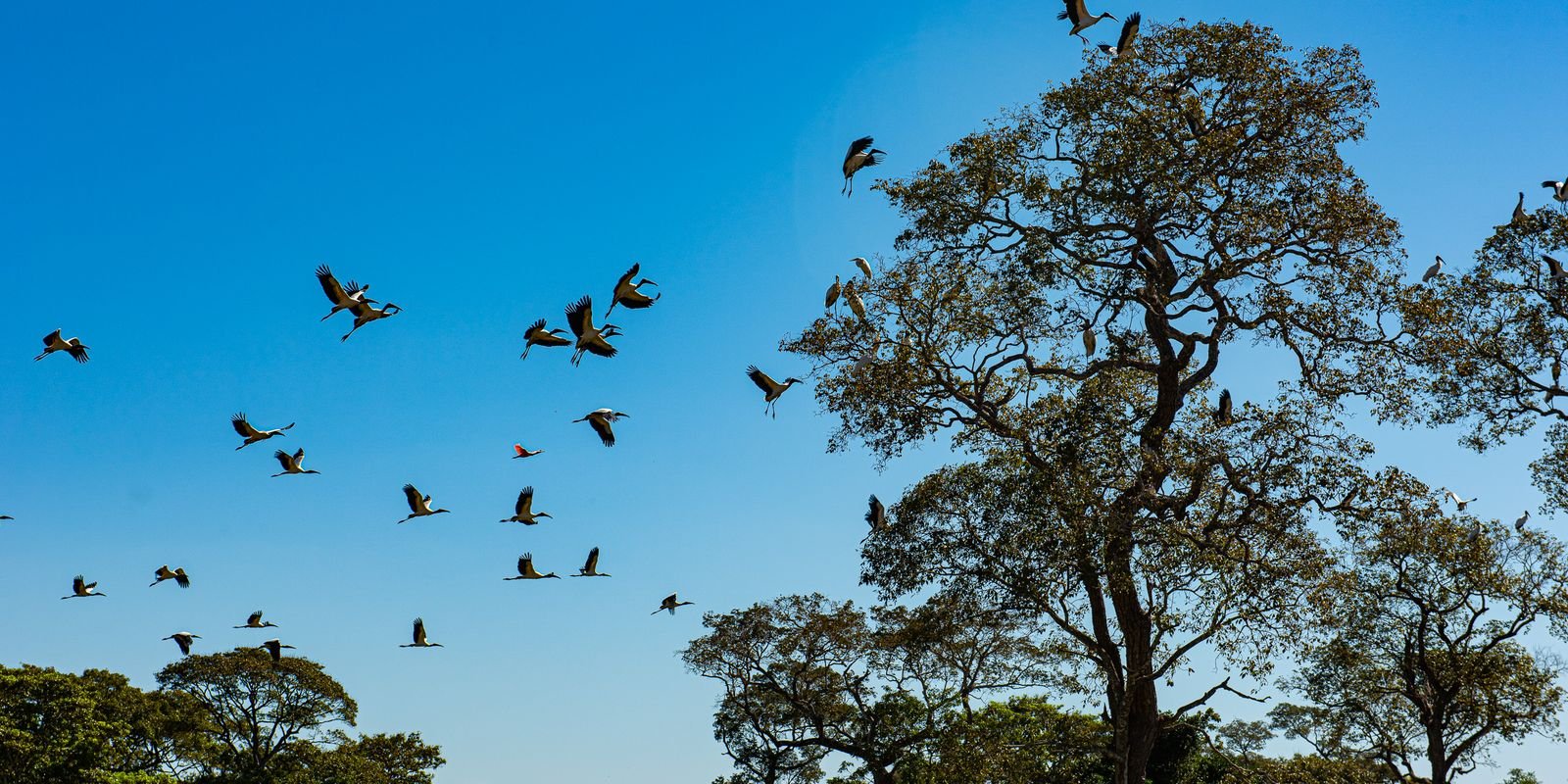 comissao-do-senado-aprova-projeto-que-cria-estatuto-do-pantanal